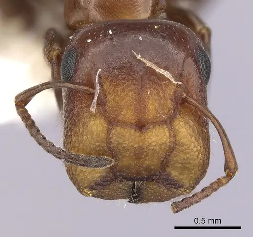 Colobopsis impressa - CASENT0249381