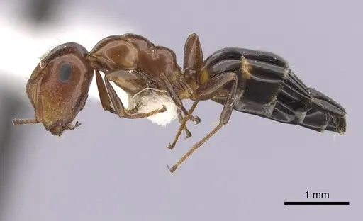 Colobopsis impressa - CASENT0249381