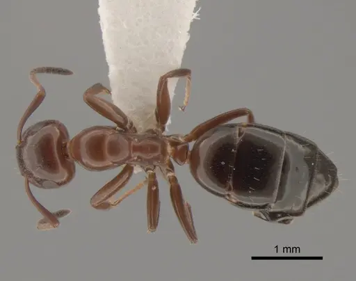 Colobopsis impressa - CASENT0886712