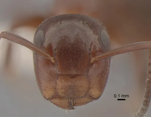 Colobopsis impressa - CASENT0886712