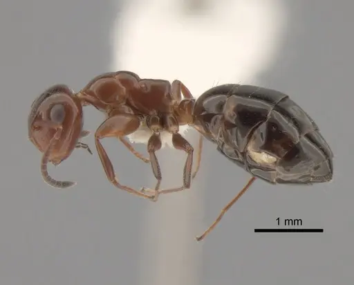 Colobopsis impressa - CASENT0886712