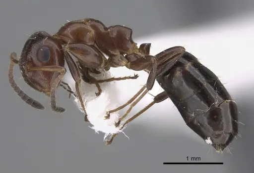 Colobopsis impressa - CASENT0923509