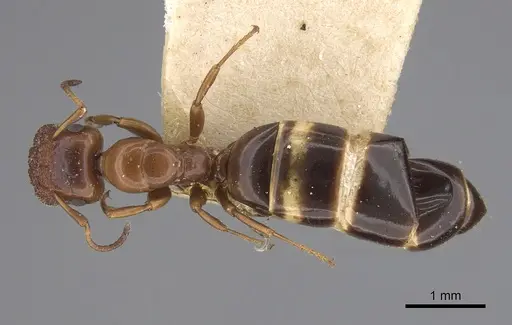 Colobopsis impressa - CASENT0923512