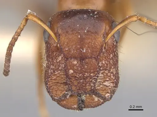 Colobopsis impressa - CASENT0923512