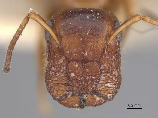 Colobopsis impressa - CASENT0923512