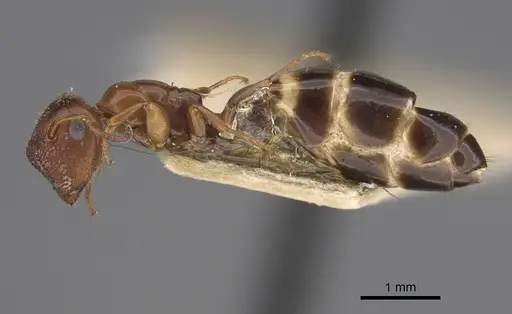 Colobopsis impressa - CASENT0923512