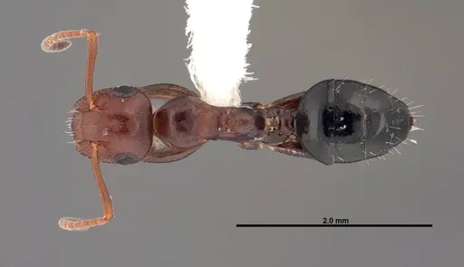 Colobopsis impressa - FMNHINS0000088668