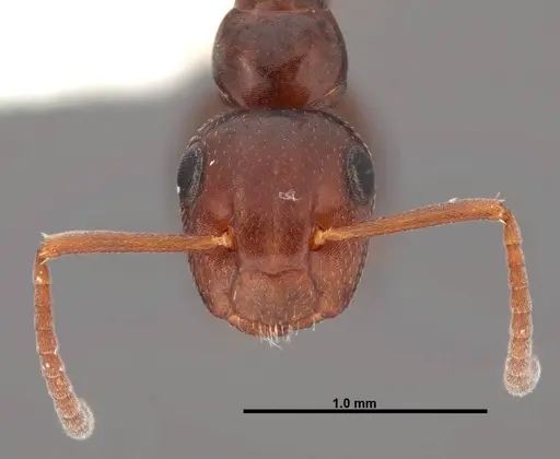 Colobopsis impressa - FMNHINS0000088668