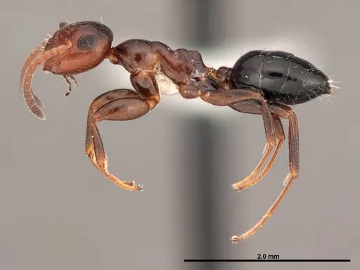 Colobopsis impressa - FMNHINS0000088668