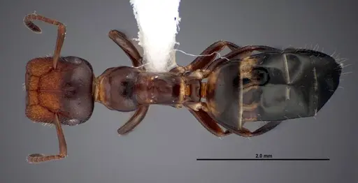 Colobopsis impressa - FMNHINS0000088681