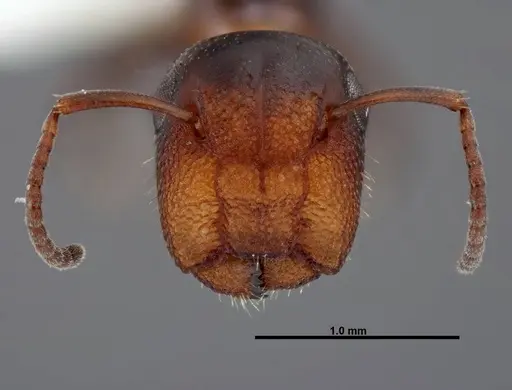 Colobopsis impressa - FMNHINS0000088681