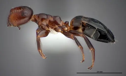 Colobopsis impressa - FMNHINS0000088681