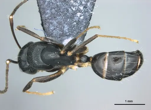 Colobopsis kadi specimen