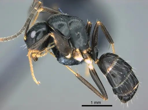 Colobopsis kadi specimen