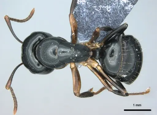 Colobopsis kadi - CASENT0187063