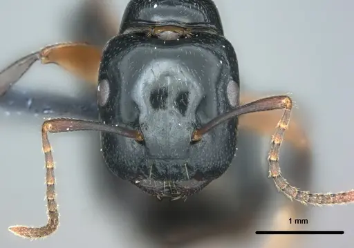 Colobopsis kadi - CASENT0187063