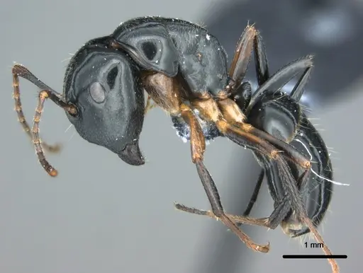 Colobopsis kadi - CASENT0187063