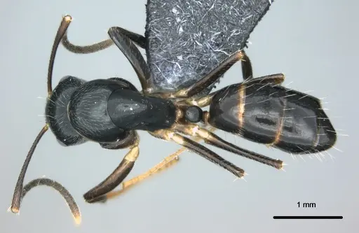 Colobopsis kadi - CASENT0187073