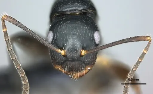 Colobopsis kadi - CASENT0187073