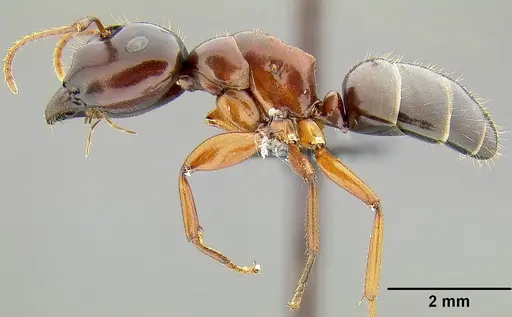 Colobopsis laminata specimen
