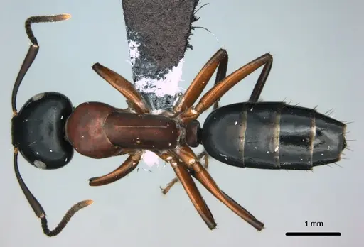 Colobopsis laminata - CASENT0180044