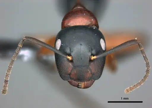 Colobopsis laminata - CASENT0180044