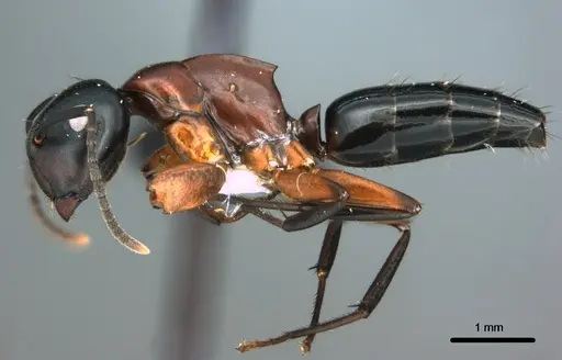 Colobopsis laminata - CASENT0180044