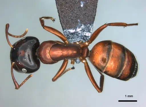 Colobopsis laminata - CASENT0180148