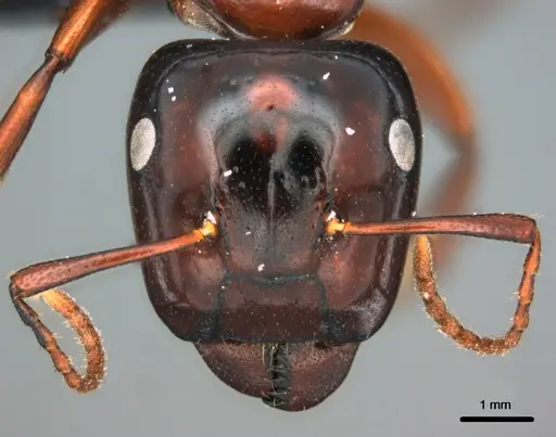 Colobopsis laminata - CASENT0180148