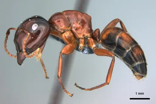 Colobopsis laminata - CASENT0180148