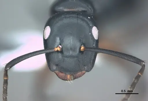 Colobopsis laminata - CASENT0180271