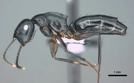 Colobopsis laminata - CASENT0180271