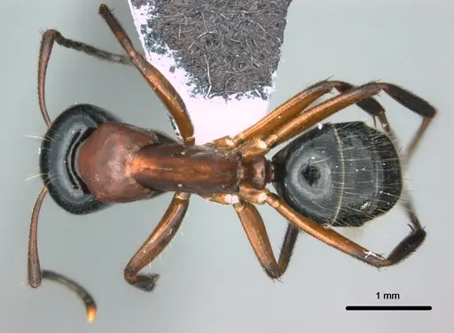 Colobopsis laminata - CASENT0180461