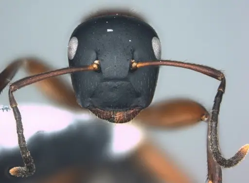 Colobopsis laminata - CASENT0180461