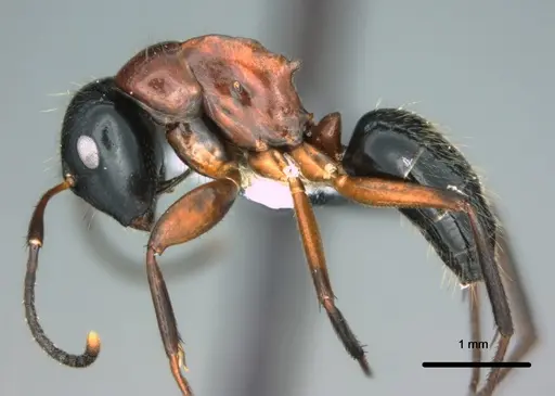 Colobopsis laminata - CASENT0180461