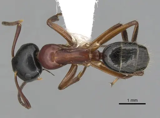 Colobopsis laminata - CASENT0280253