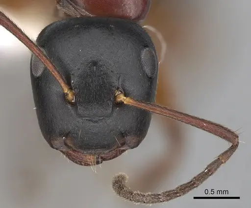 Colobopsis laminata - CASENT0280253