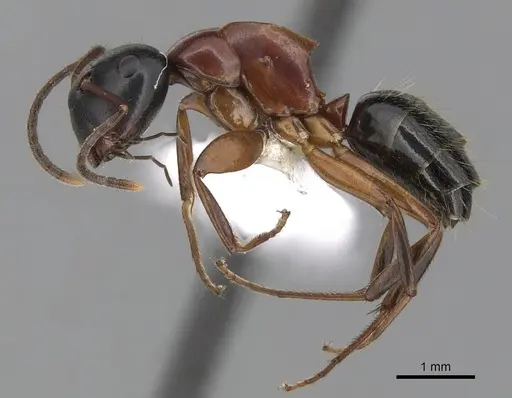 Colobopsis laminata - CASENT0280253