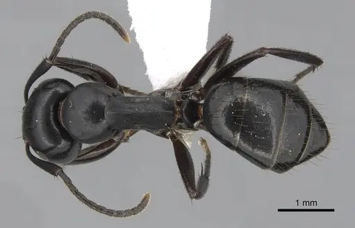 Colobopsis laminata - CASENT0280254