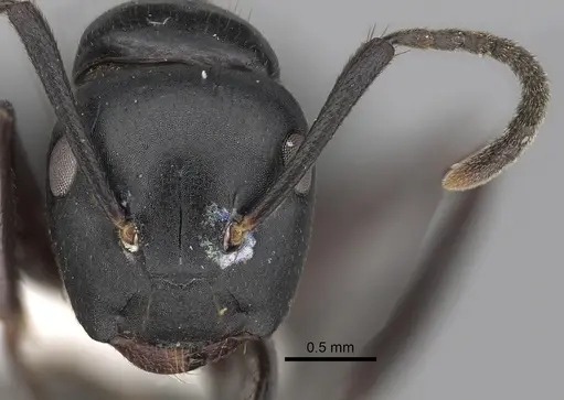 Colobopsis laminata - CASENT0280254