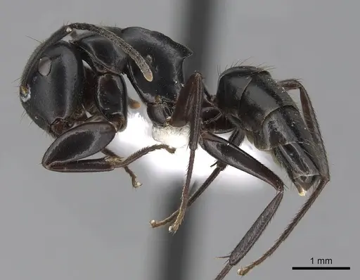 Colobopsis laminata - CASENT0280254