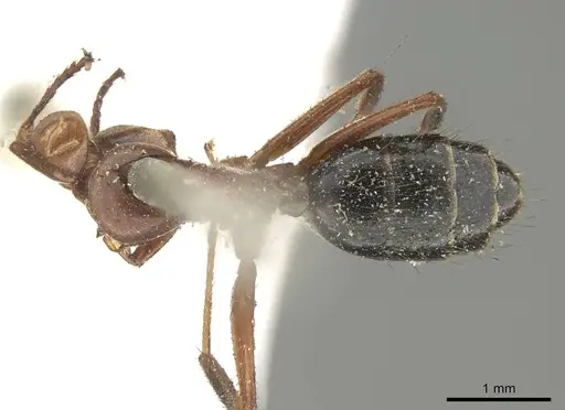 Colobopsis laminata - CASENT0915762