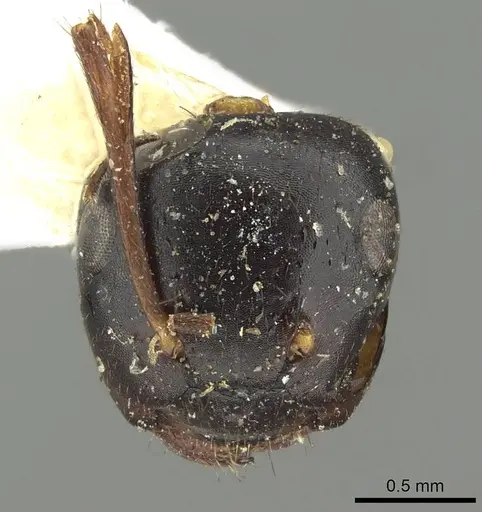 Colobopsis laminata - CASENT0915762