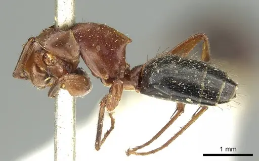 Colobopsis laminata - CASENT0915762