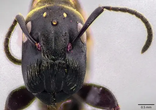 Colobopsis leonardi specimen