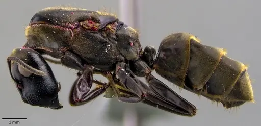 Colobopsis leonardi specimen