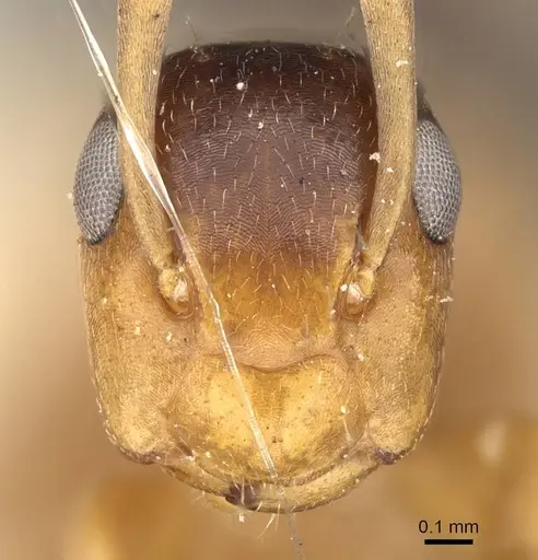 Colobopsis loa specimen