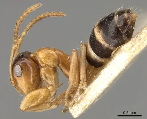 Colobopsis loa specimen