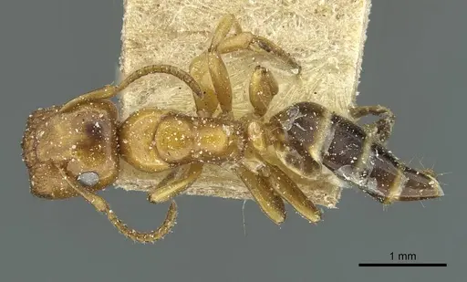 Colobopsis loa - CASENT0911628