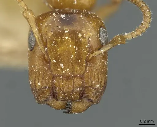Colobopsis loa - CASENT0911628